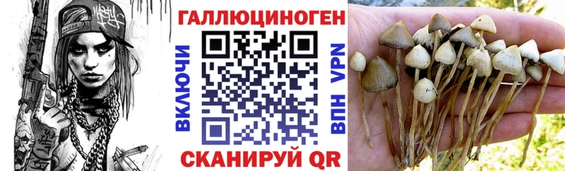 darknet клад  Малая Вишера  Псилоцибиновые грибы мицелий 